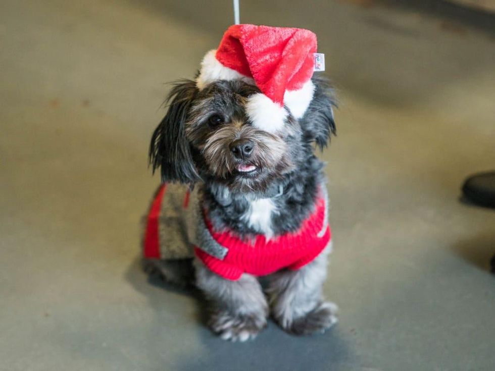 Frost Austin Eastcider Pup-a-palooza