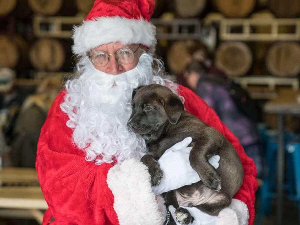 Frost Austin Eastcider Pup-a-palooza