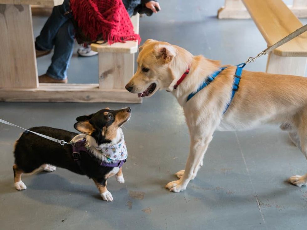 Frost Austin Eastcider Pup-a-palooza