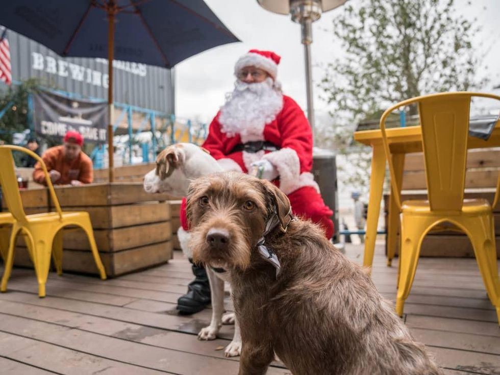Frost Austin Eastcider Pup-a-palooza