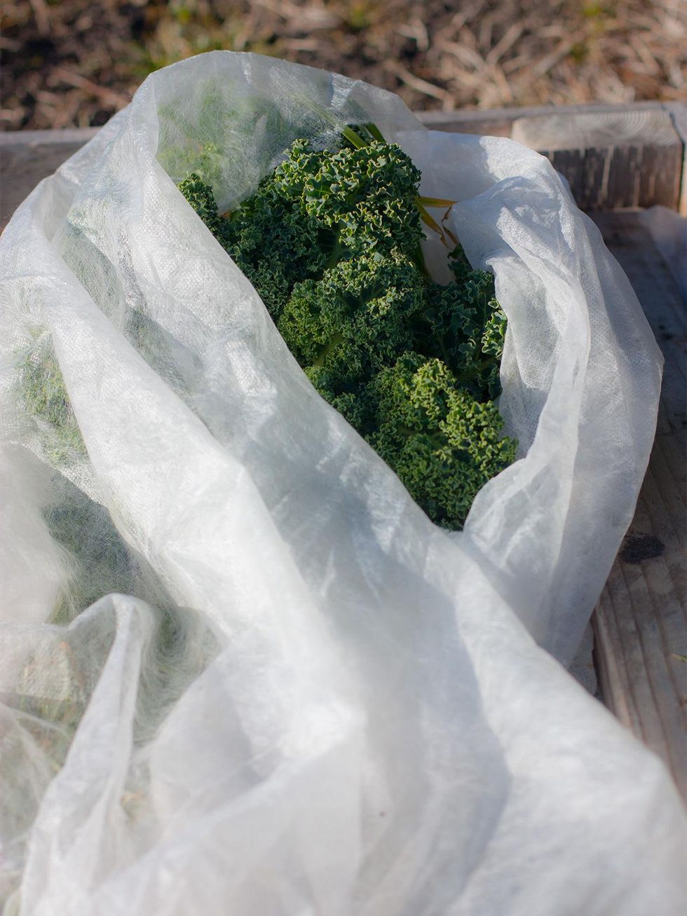 Frost blanket in a raised garden bed.