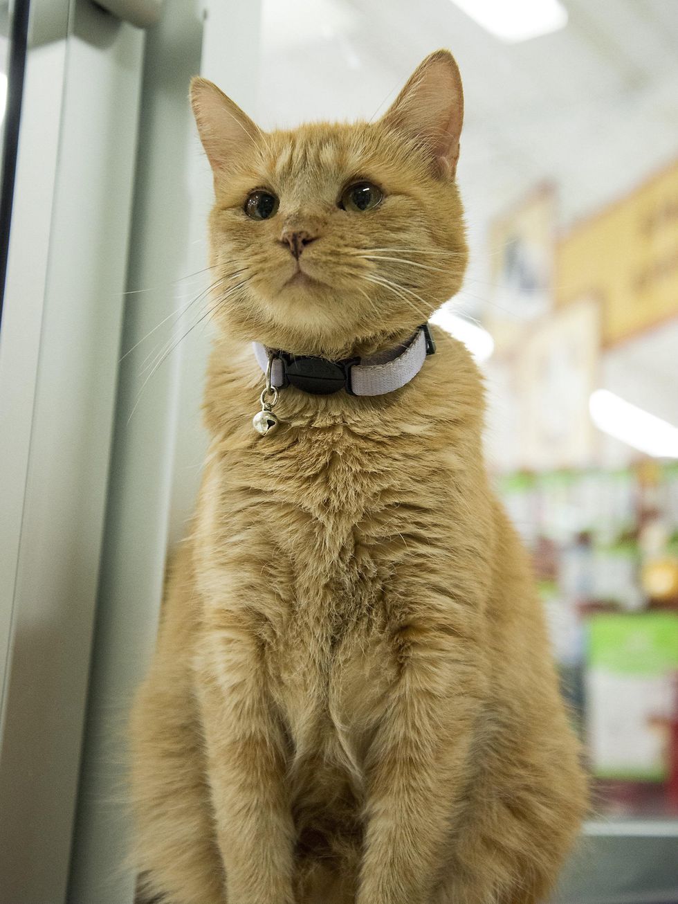 full body shot of APA's Joan Holloway the cat pet of the week picture this pet