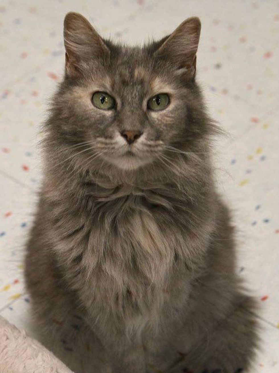 full shot of Billy Jean the cat pet of the week Austin Pets Alive!