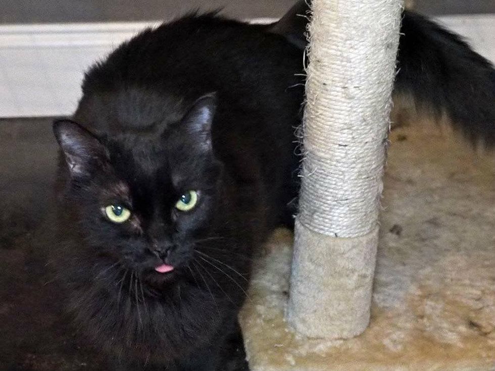 Furline Austin Pets Alive! cat next to scratching post with tongue out