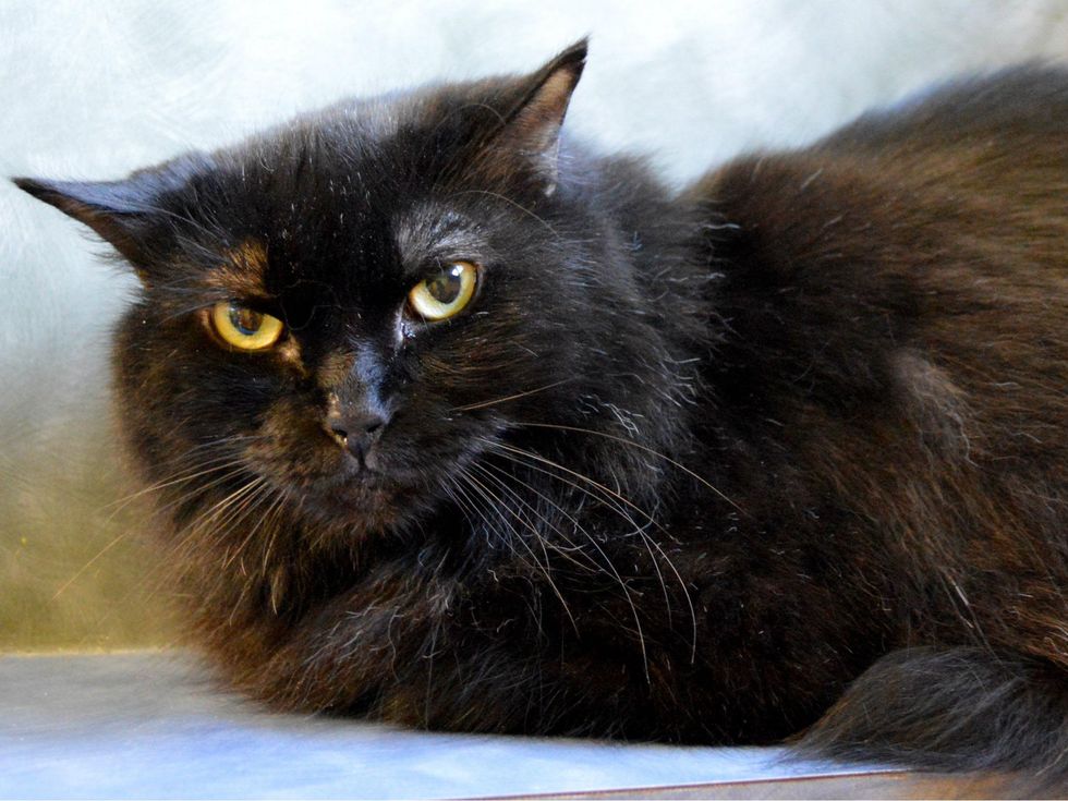 Furline the Austin Pet of the Week cat with grumpy look