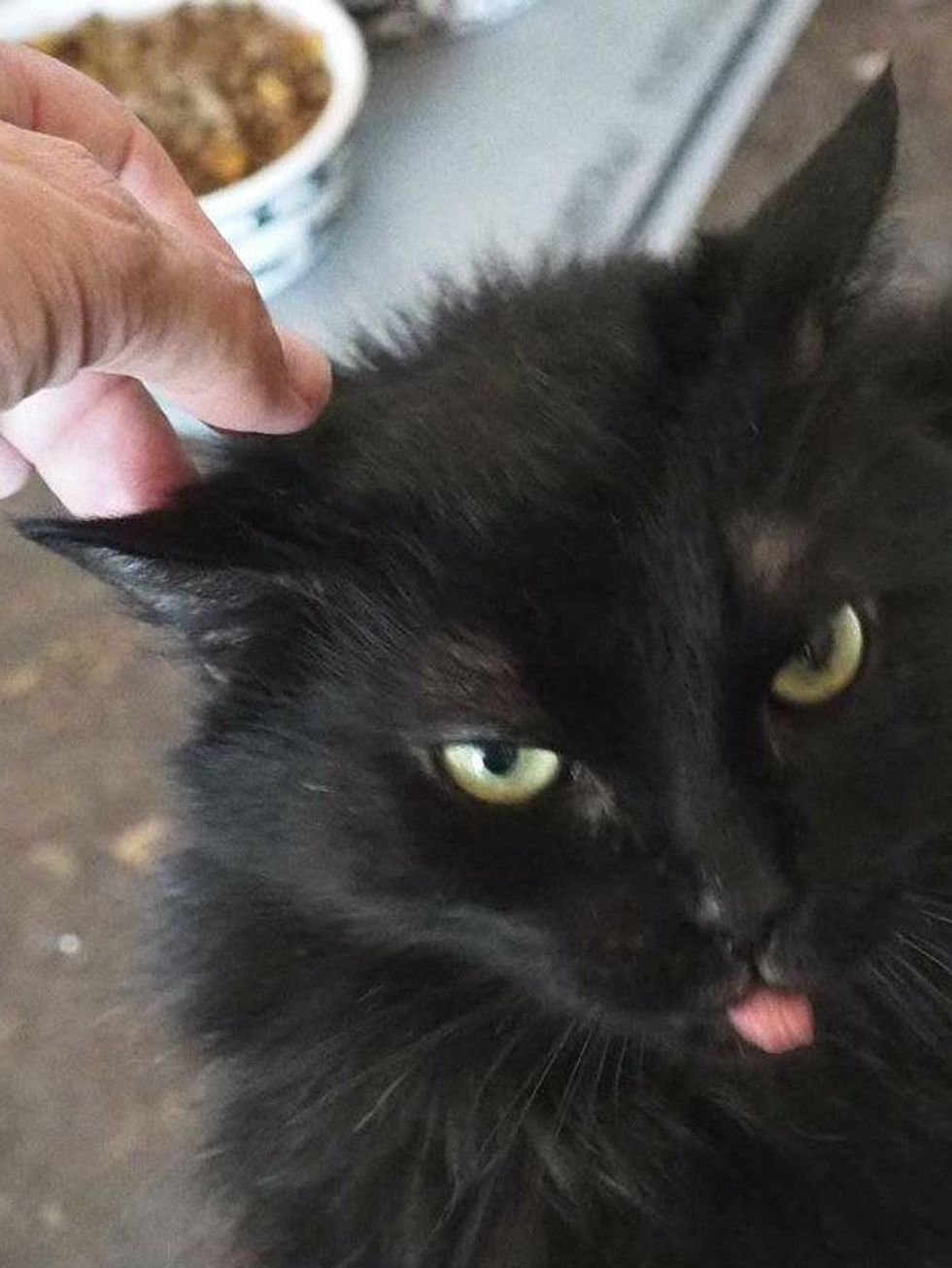 Furline the cat Austin Pets Alive! getting head scratched