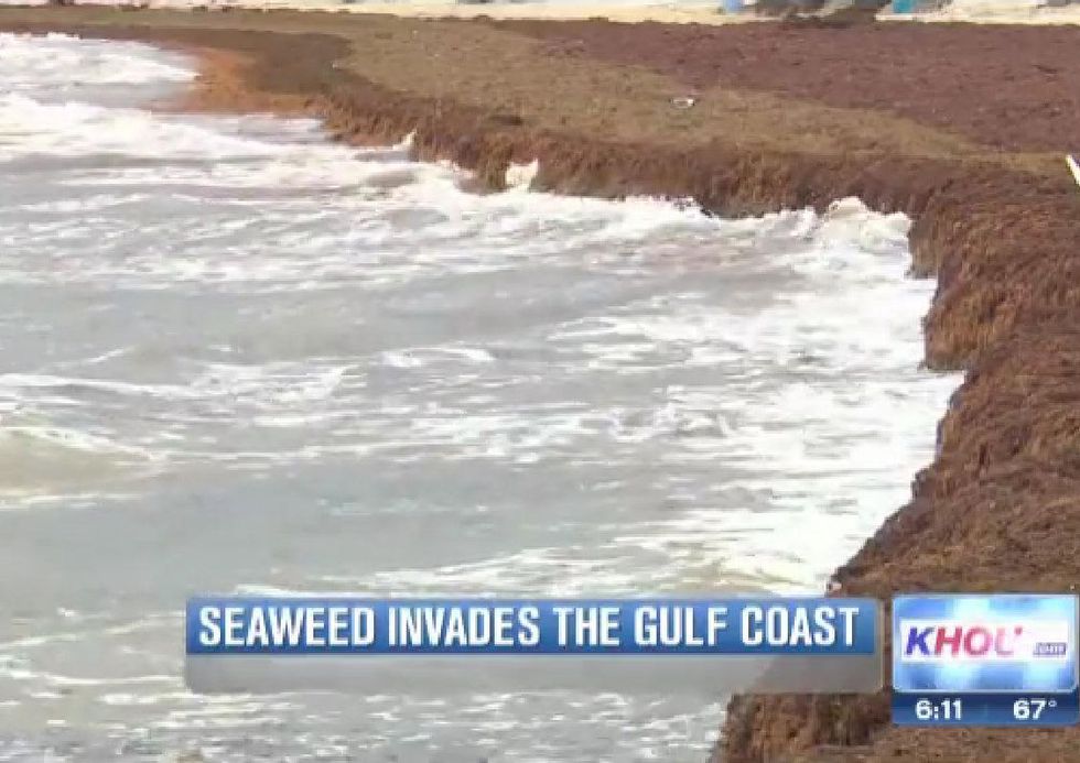 Galveston seaweed 2014 KHOU 2