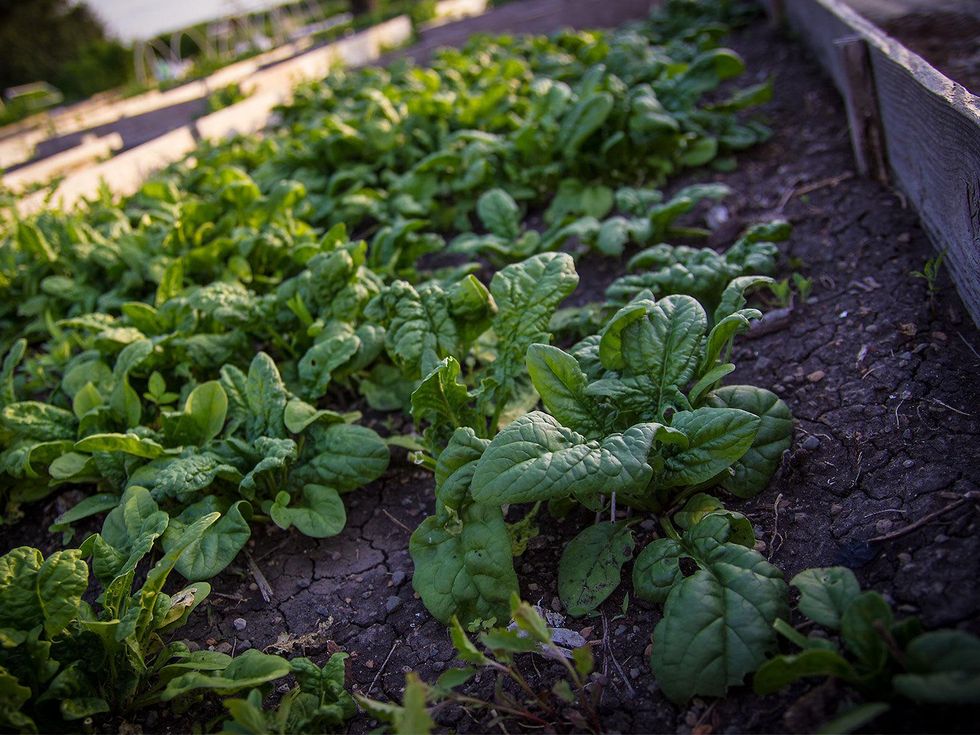 Garden bed of spinach