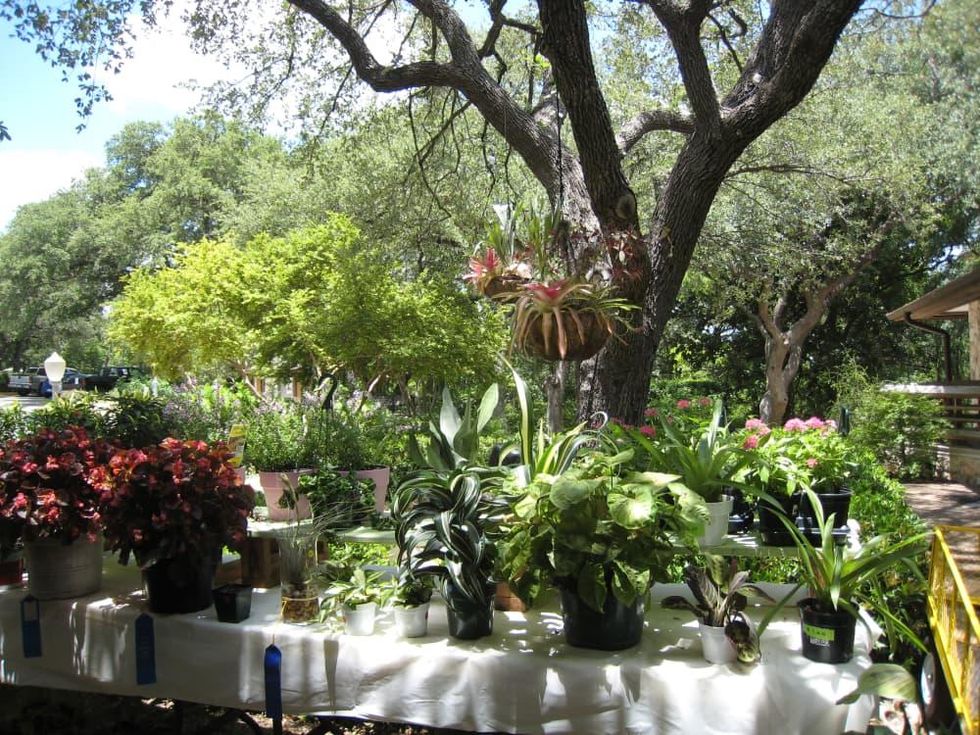 Garden Club of Austin Annual Plant Show & Sale