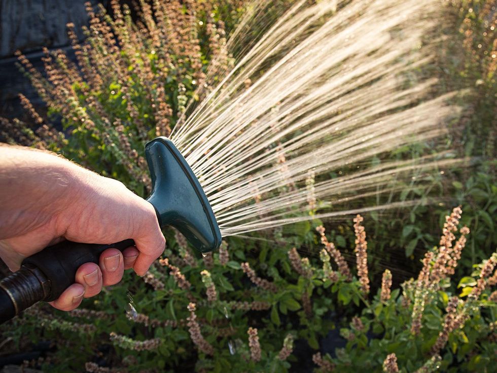 Garden crops being watered.