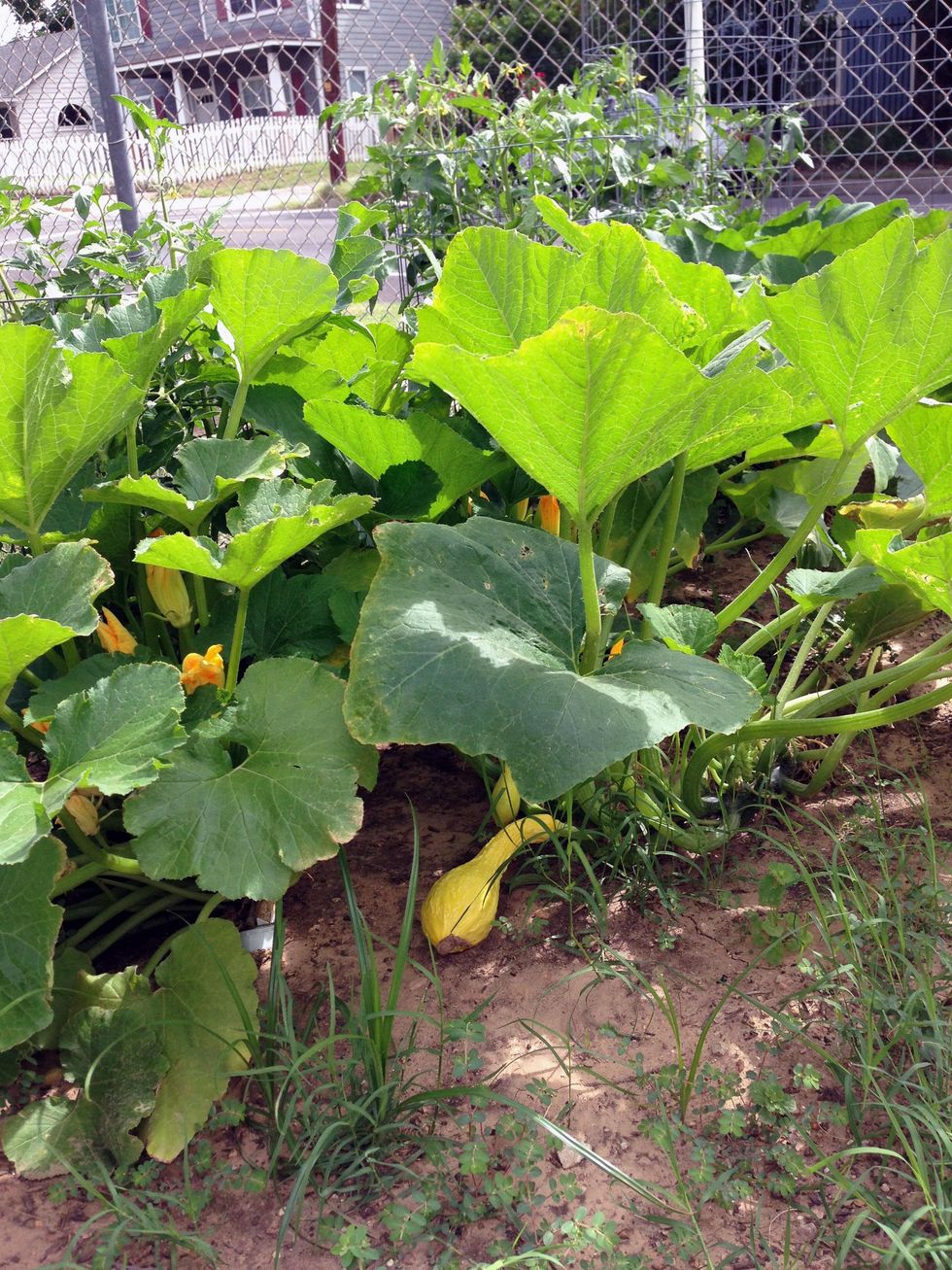 Garza gardens squash