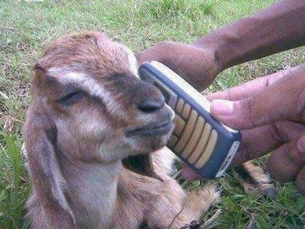 Goat with a phone