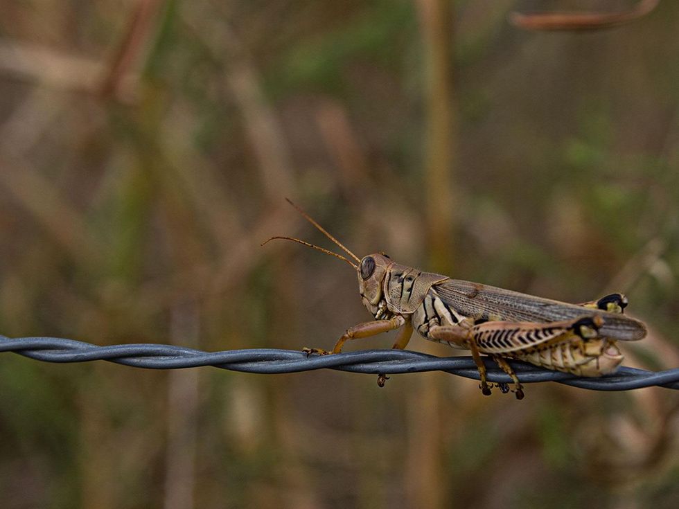 Grasshopper on barbed wire fence