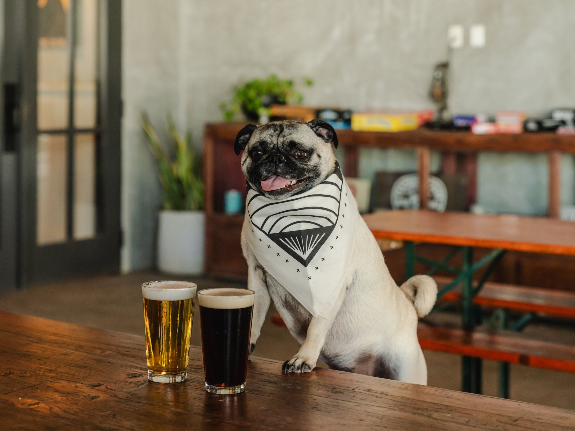 Great Pug Meet-Up at Central Machine Works