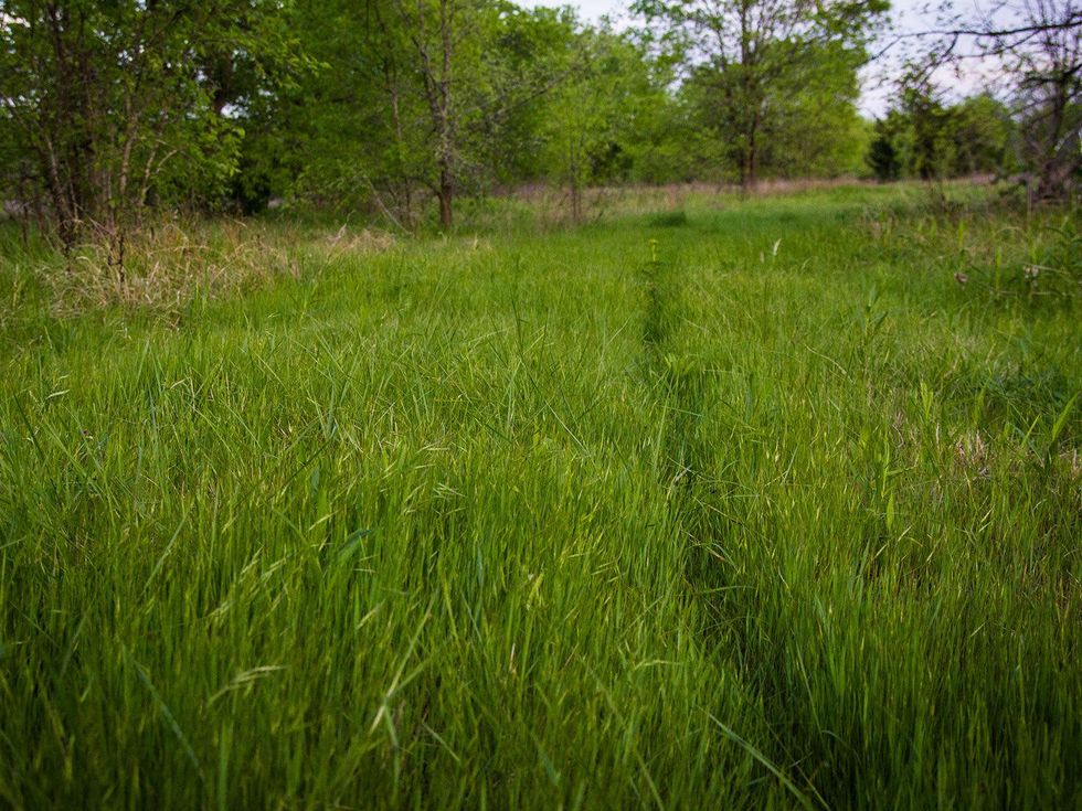 Green grass with a rabbit trail