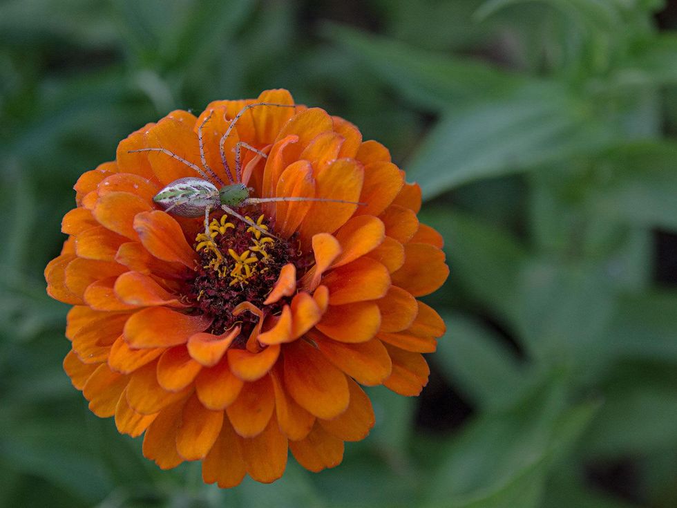 Green lynx spider in a zinnia.