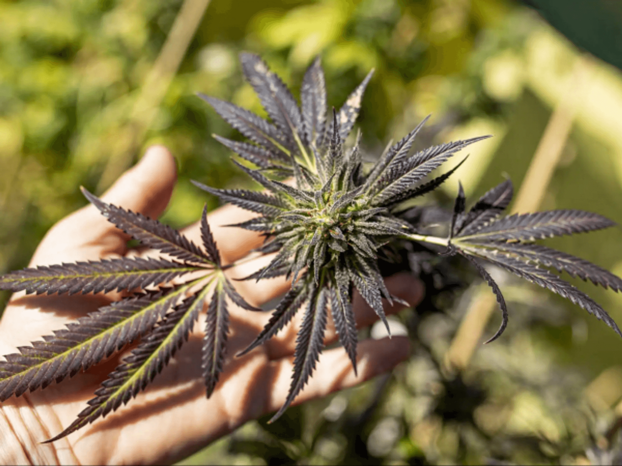 Hand holding cannabis plant with bud