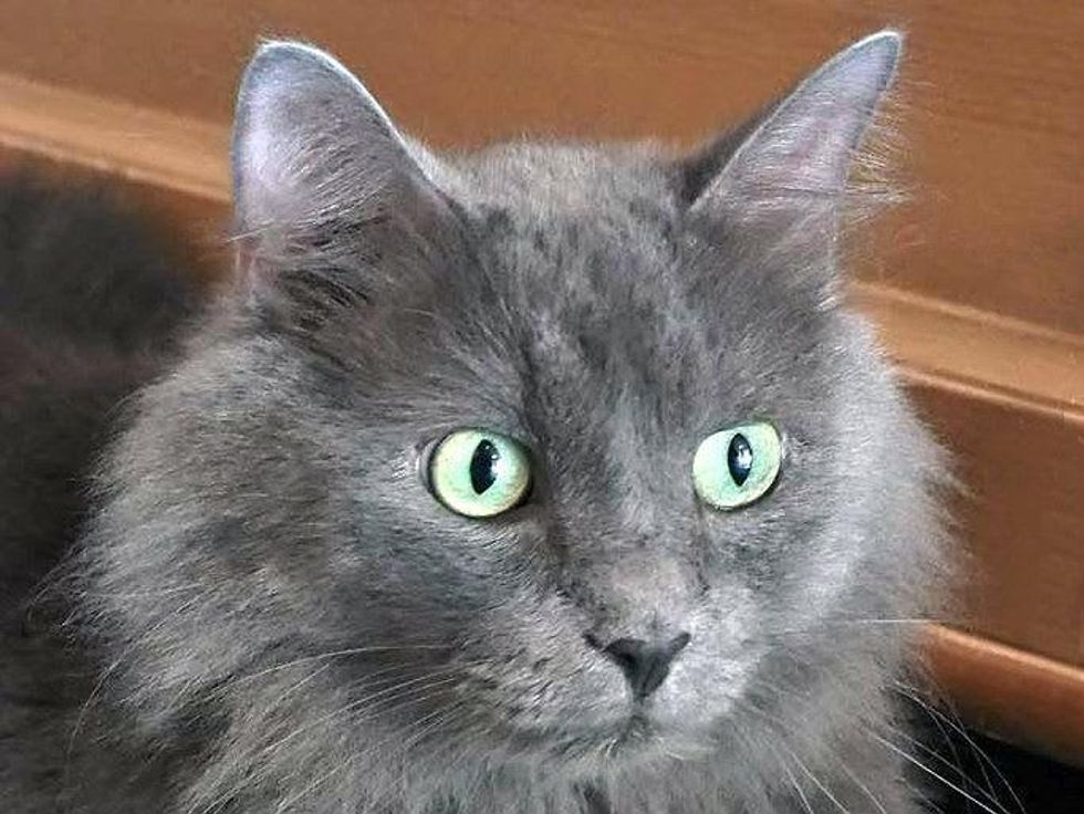 headshot Junior the russian blue cat at APA!