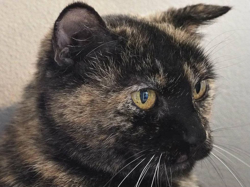 headshot of Alice the cat of APA!