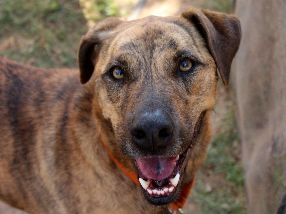 headshot of ApA! pet of the week dog Apache