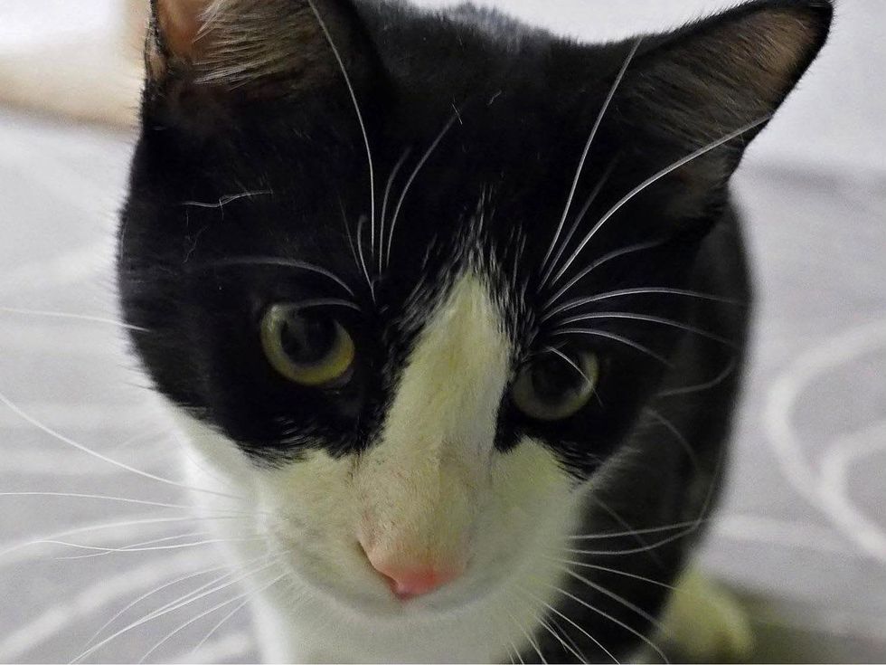 headshot of Austin Pets Alive pet of the week Zinger the cat