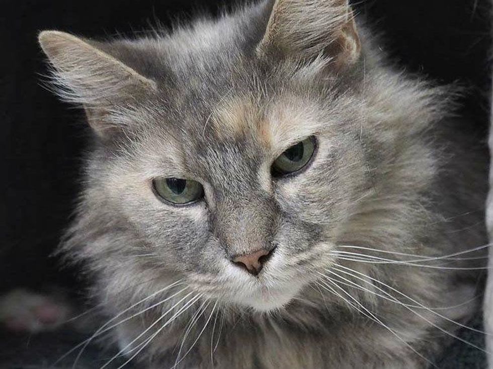 headshot of Billy Jean the cat from Austin Pets Alive! apa!