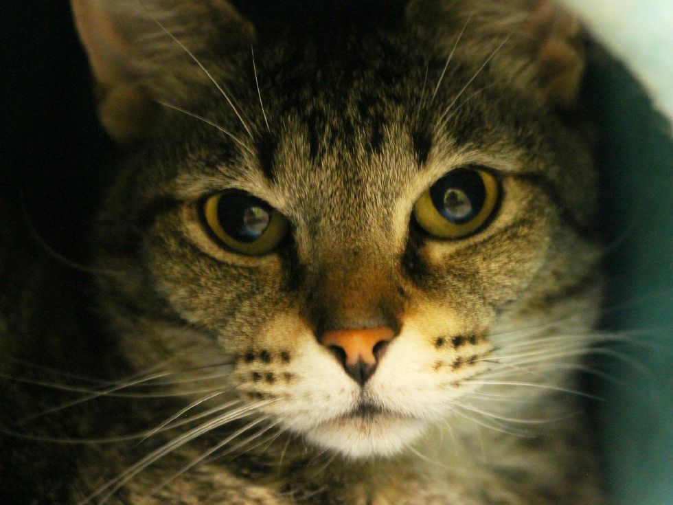 headshot of Helena the cat APA! pet of the week