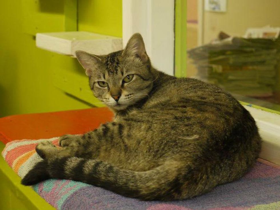 Helena the cat lying down APA! pet of the wek