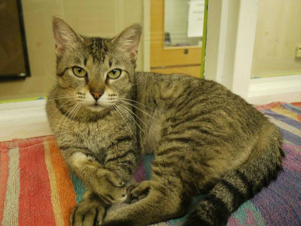 Helena the cat sitting down APA! pet of the week