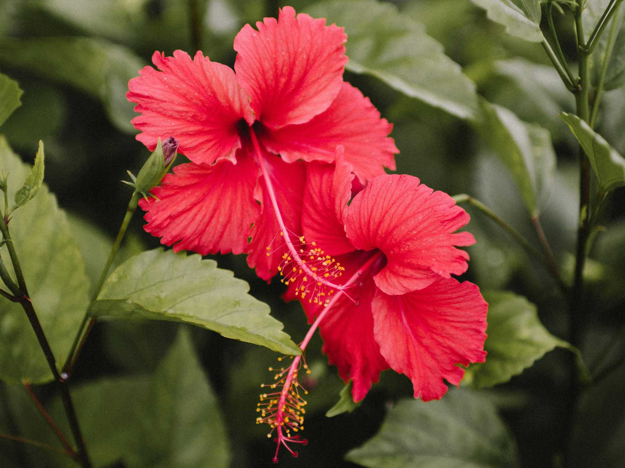 Hibiscus flower