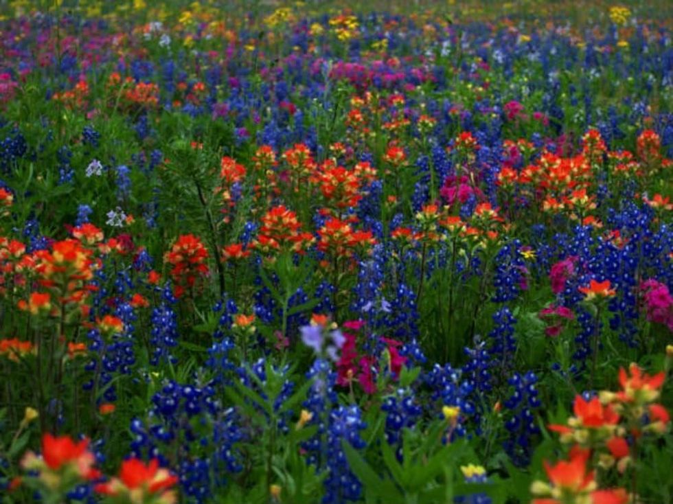 Highway 290 Wildflowers