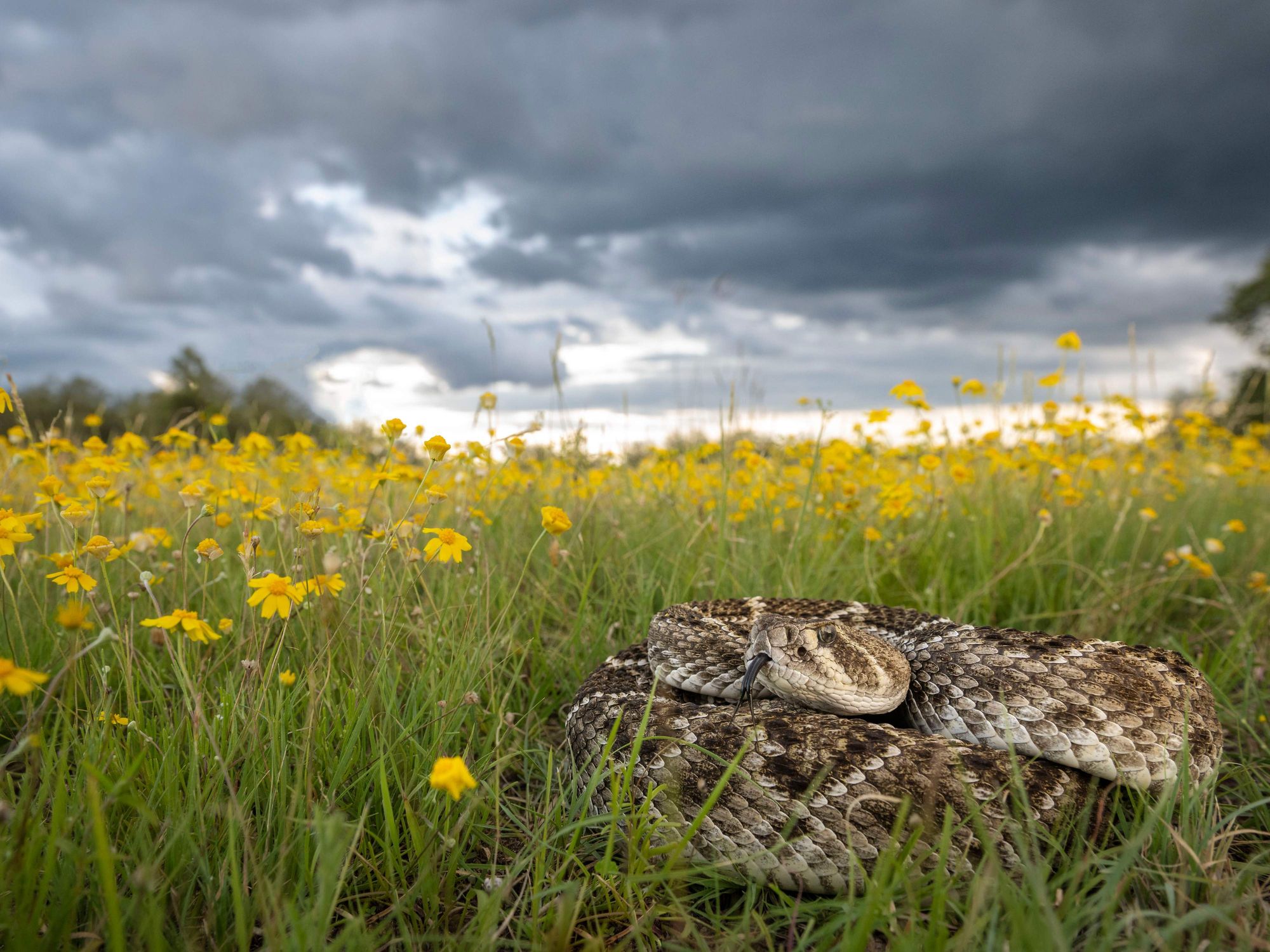 Hill Country rattlesnake photographed by Bill Weekley