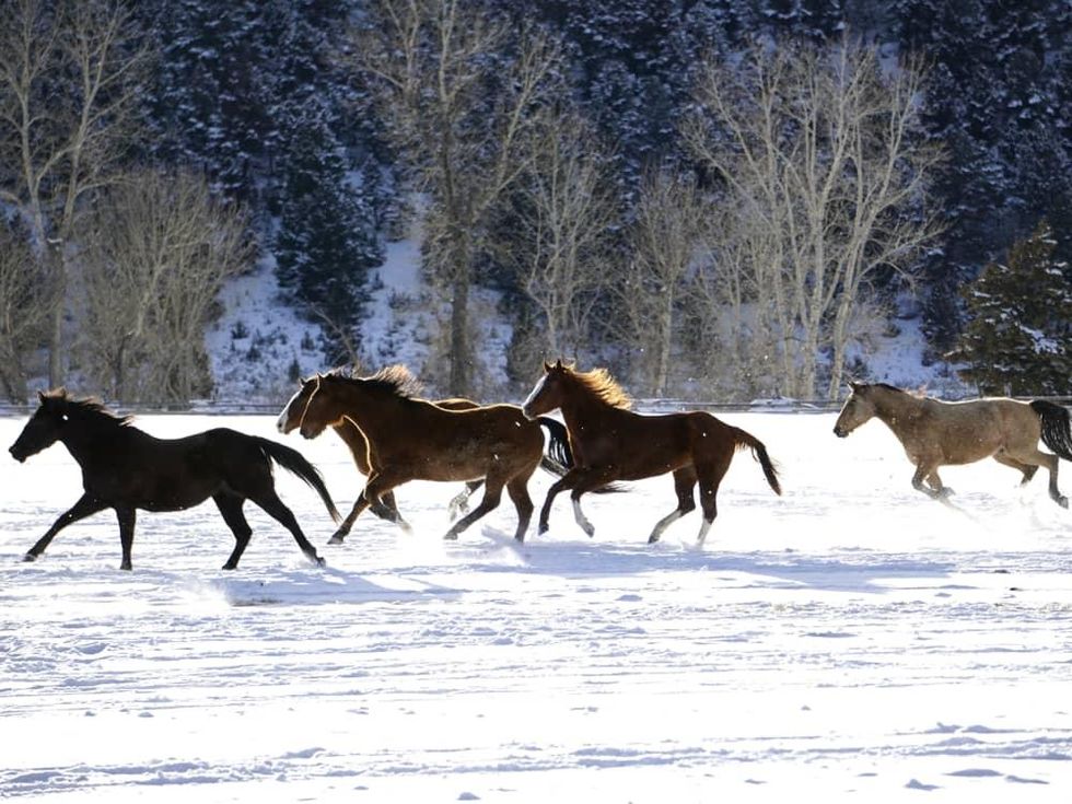 Hoffman - travel - horses running - Montana Ranch at Rock Creek