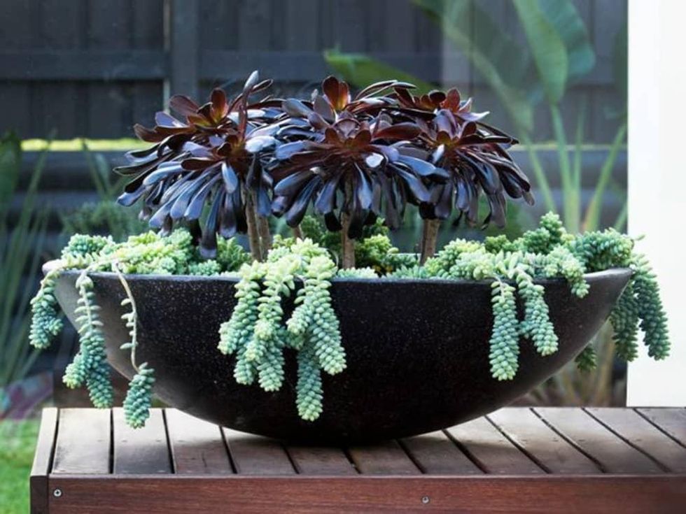 Houzz, Favorite Succulents to Grow Indoors, February 2018