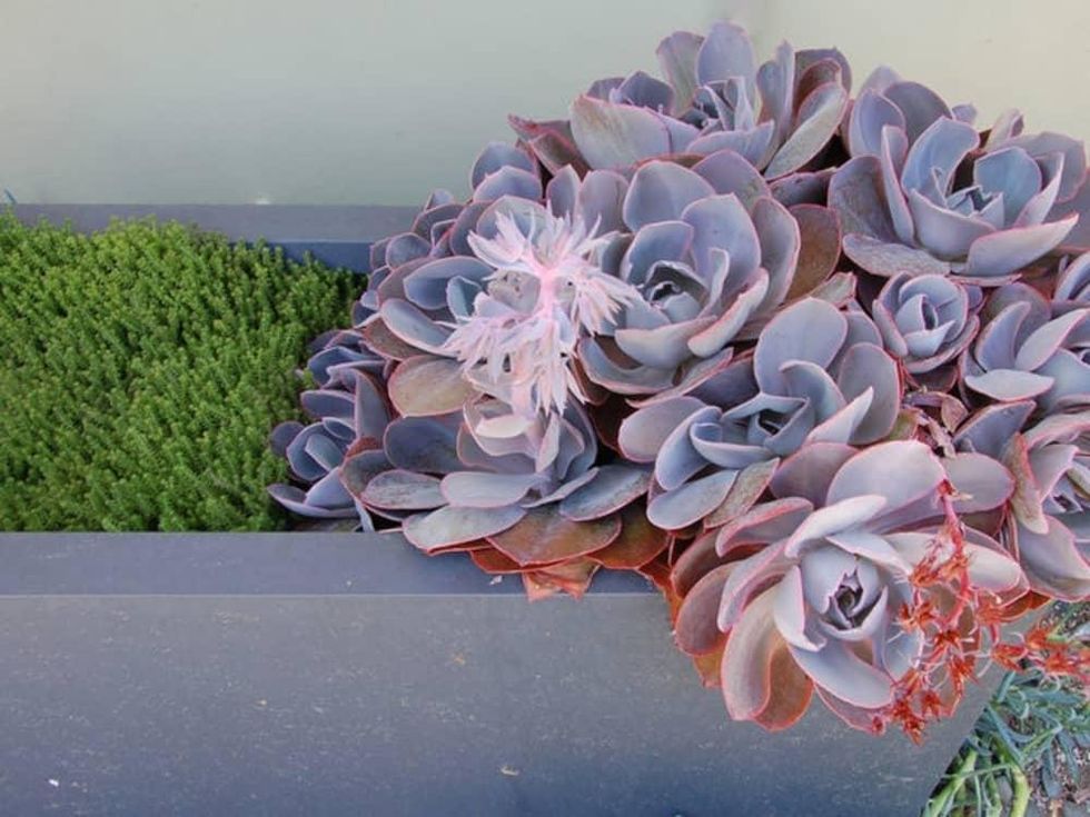 Houzz succulent garden
