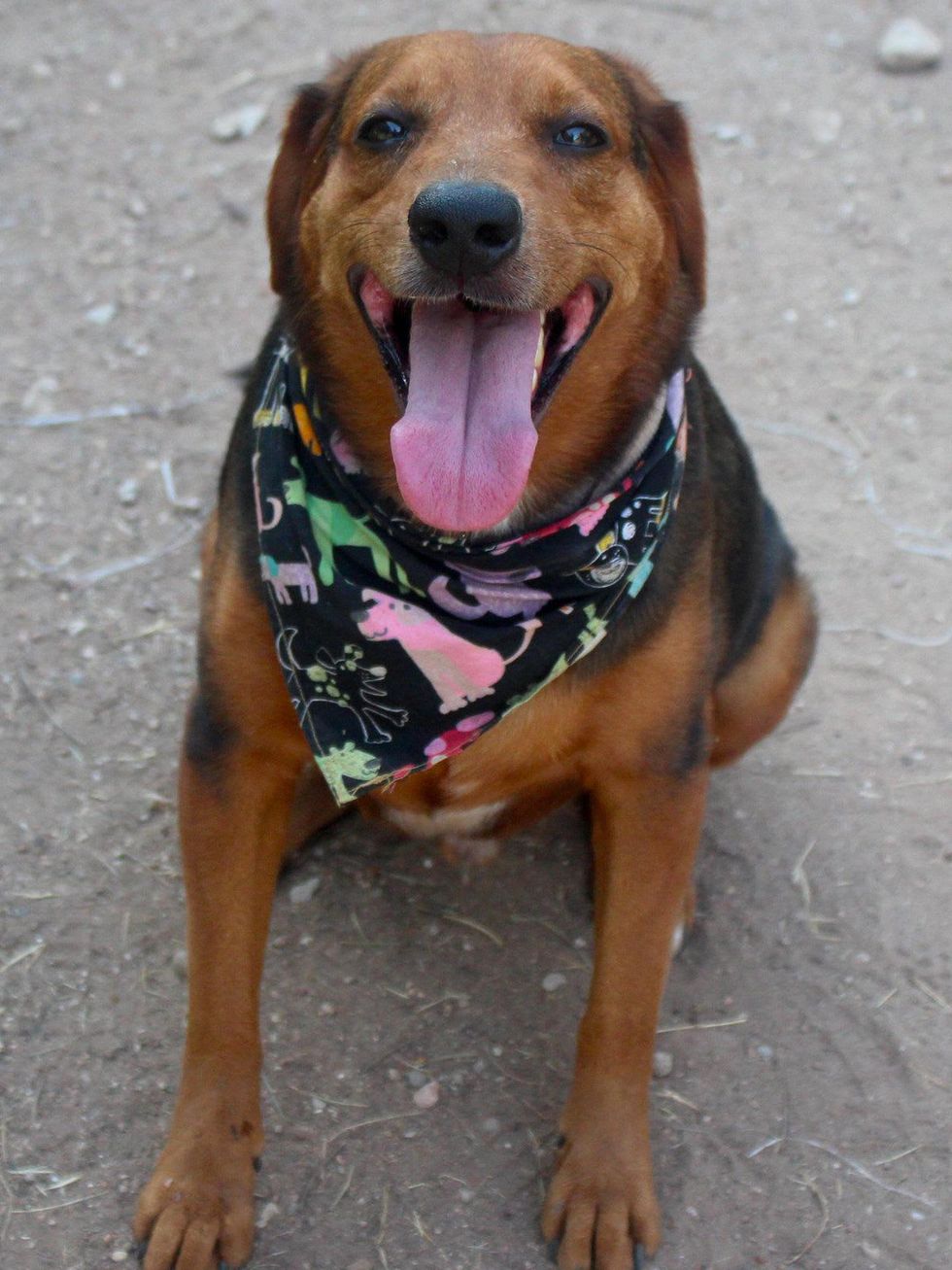 Huckleberry the German Shepherd mix dog from APA! seen from the front