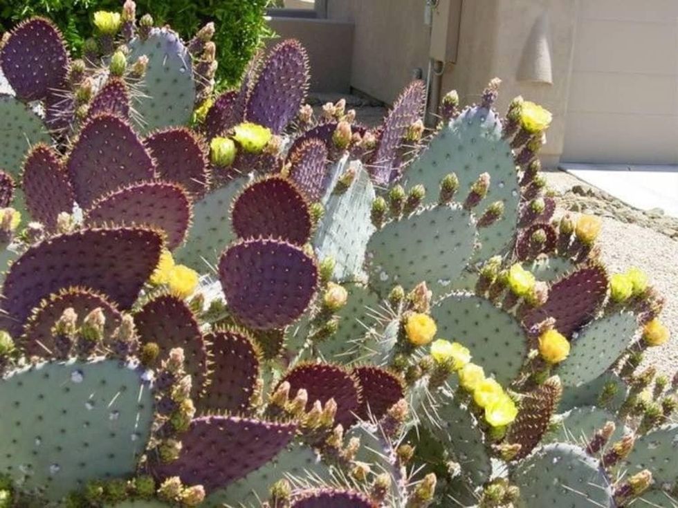 6 stunning succulents to plant in your garden - CultureMap Austin