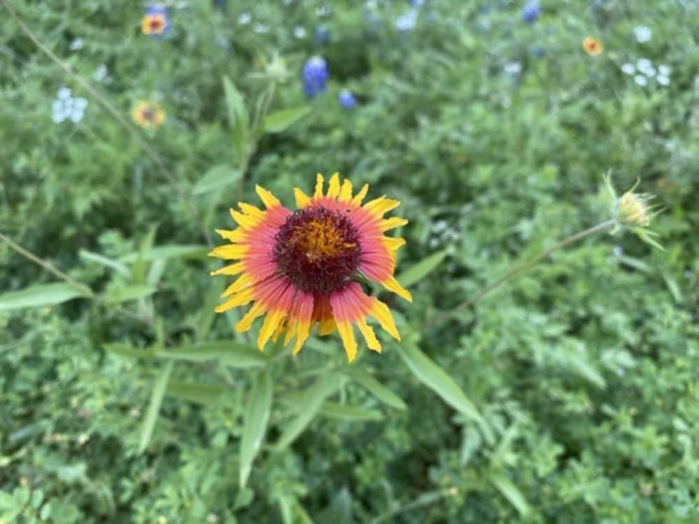 Indian Blanket firewheel Texas wildflower