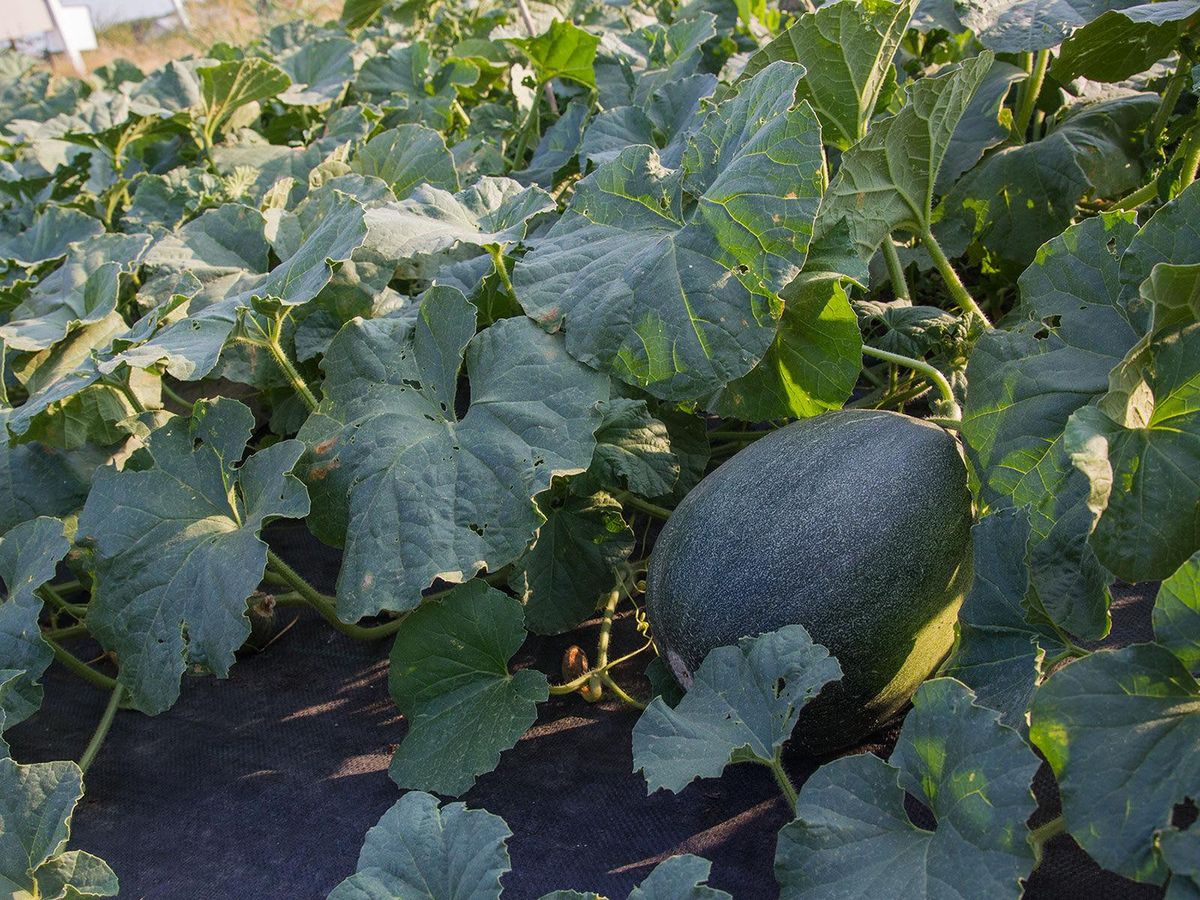 An Israeli melon growing in a plot of healthy, droughttolerant vines