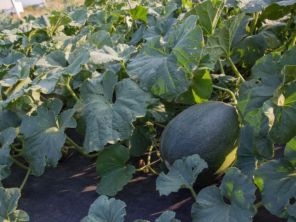 Israeli melon growing in field