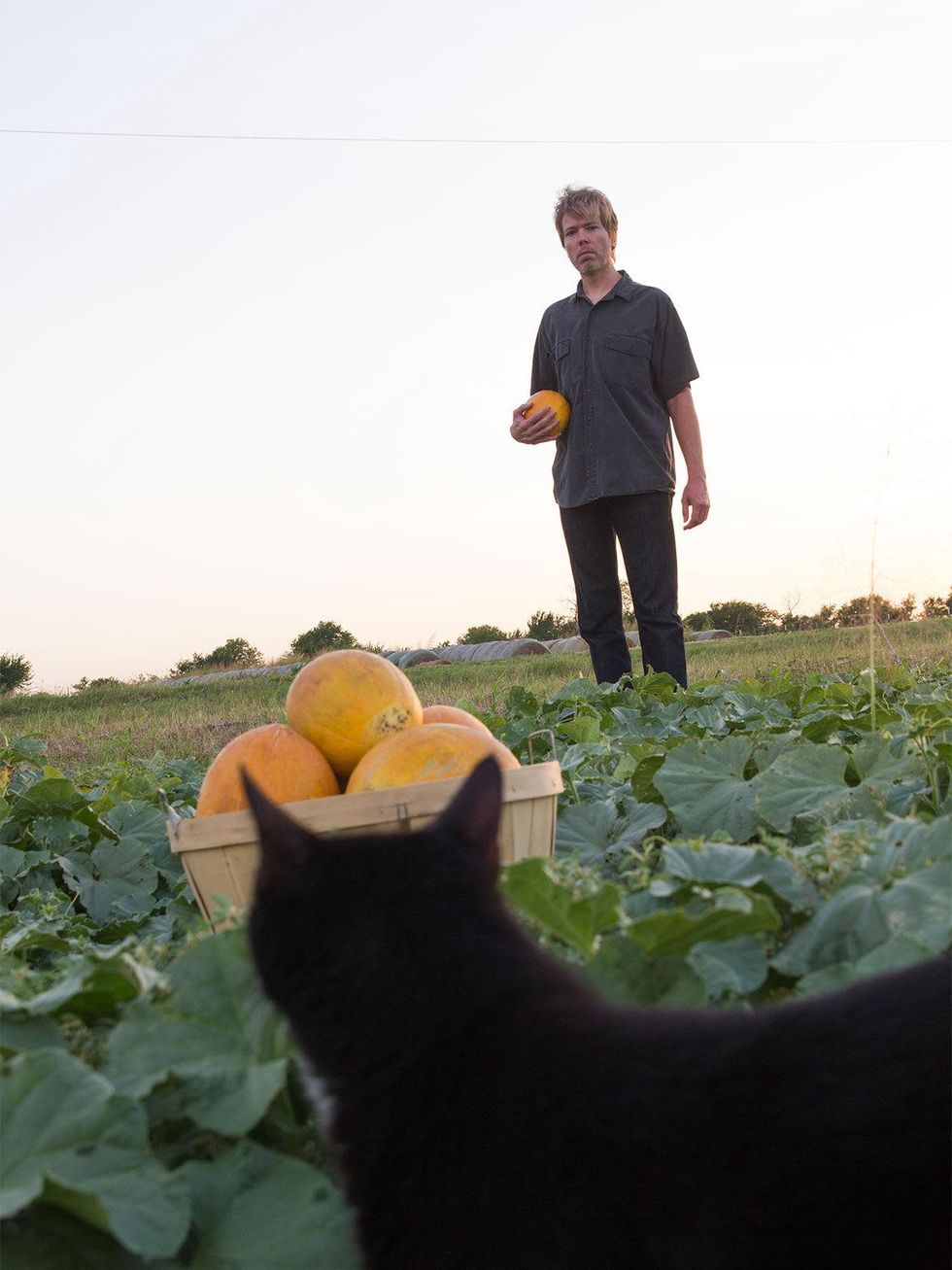 Israeli melons being harvested