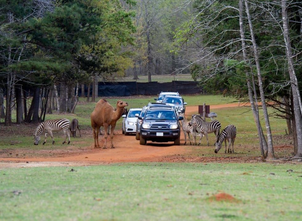 Explore your wild side in Jacksonville, a nature lover's dream getaway
