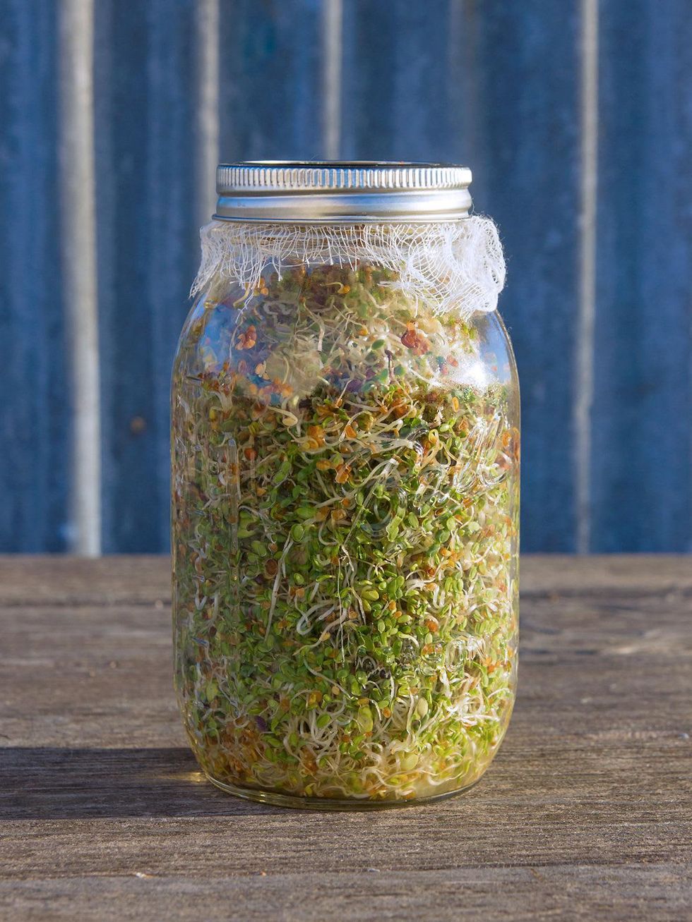 Jar of alfalfa sprouts