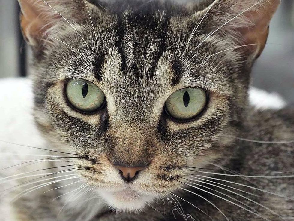 Jingles cat pet of the week of APA! headshot