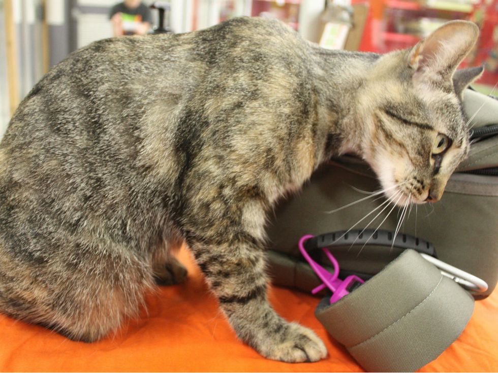 Jingles the cat APA! pet of the week rubbing against bag