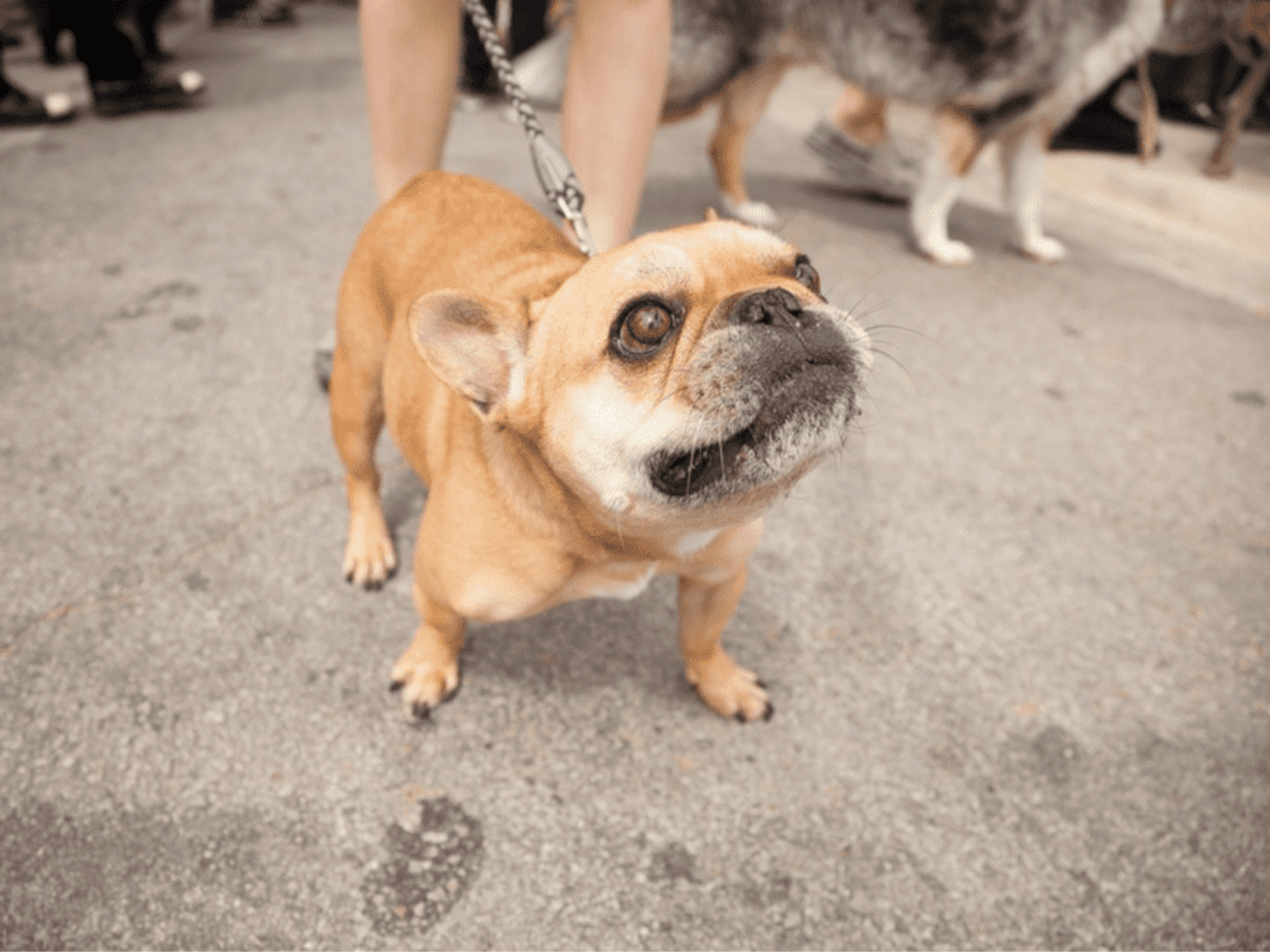 Jo's 16th Annual Pet Parade in Austin French Bulldog Rob