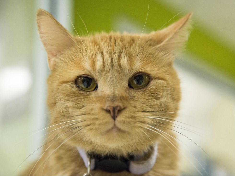 Joan Holloway the cat for APA! austin pets alive pet of the week looking forward