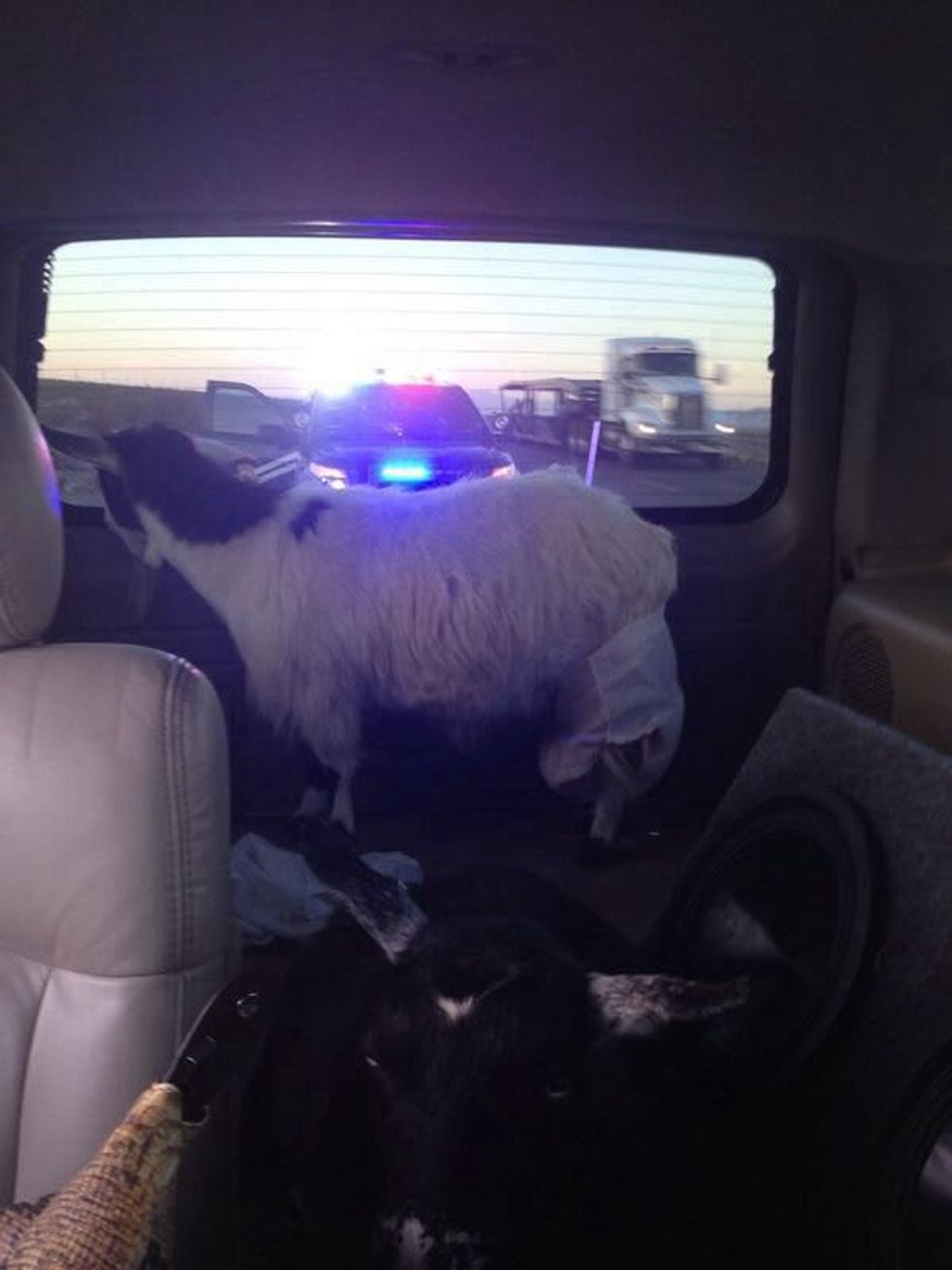 Jose Canseco's goat wearing a diaper in the back of his car getting pulled over by cop