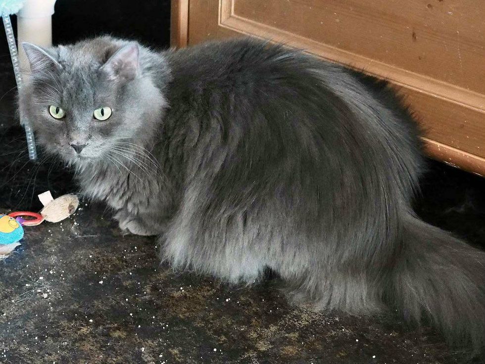 Junior the russian blue cat from behind APA! pet of the week