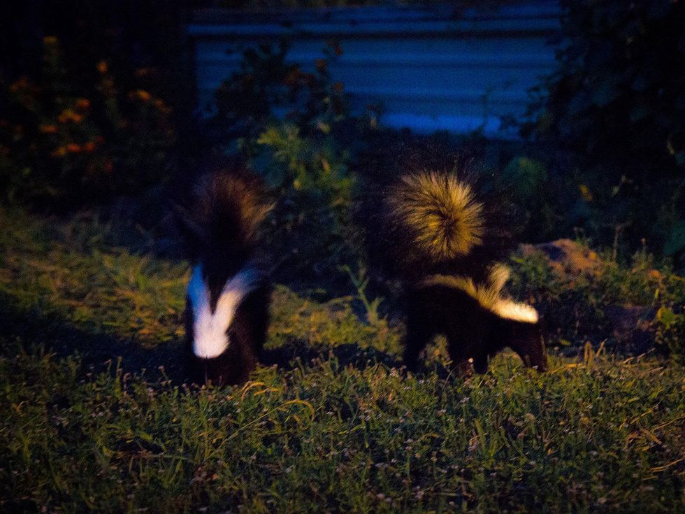 Juvenile skunks foraging for food